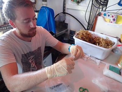 Mateo in the science lab preserving sargassum to take back to his university