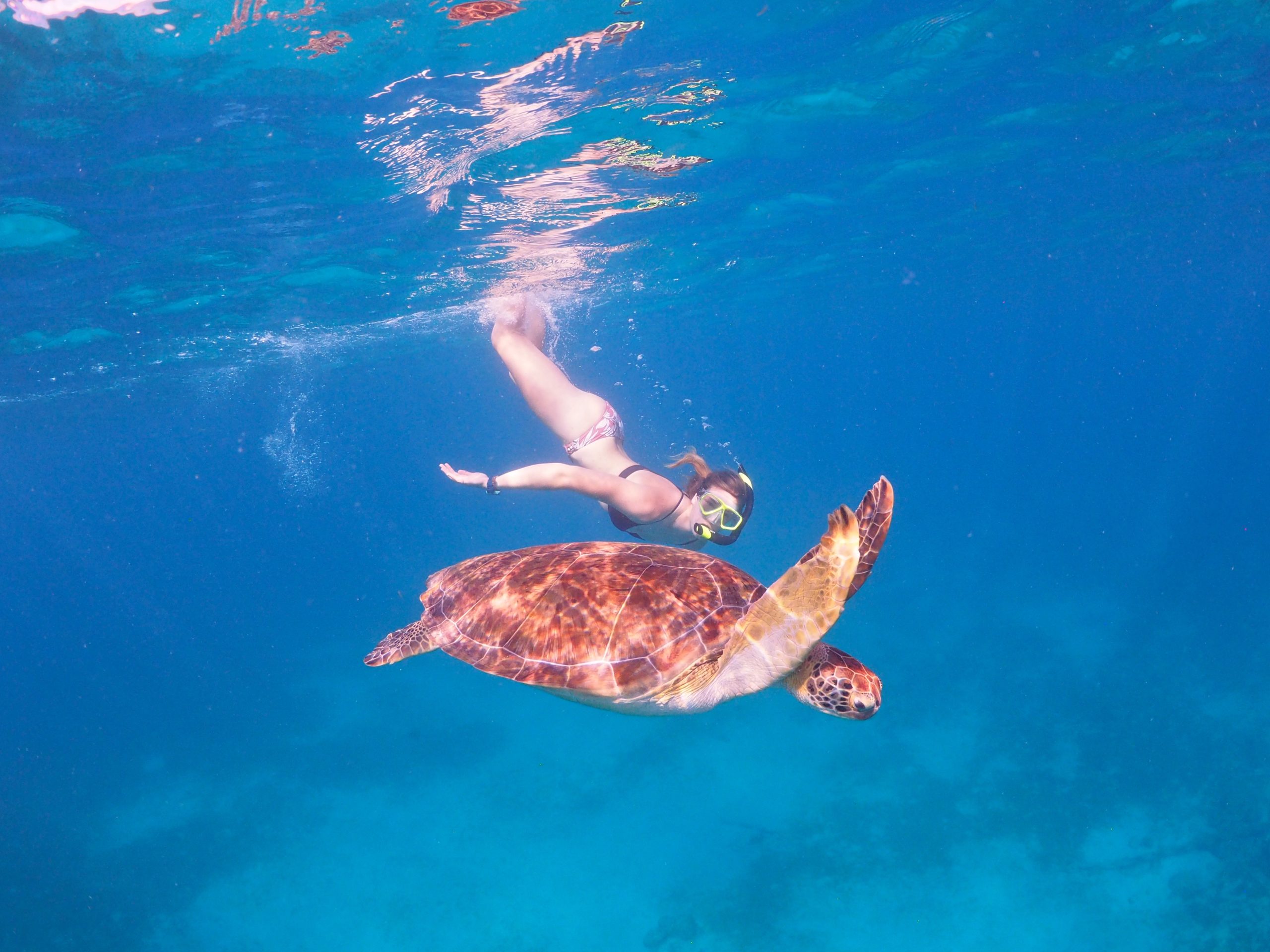 student swimming with seaturtle
