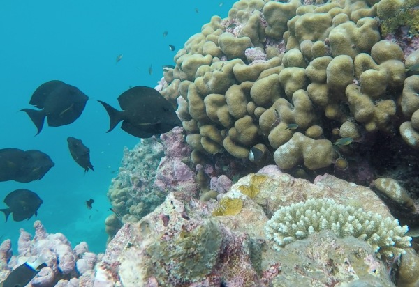 Scenes from the reef at Christmas Island.